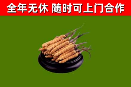 淮北回收冬虫夏草