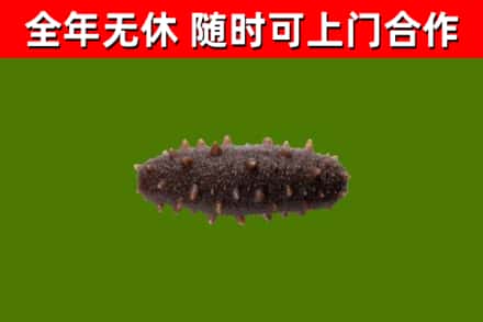 淮北回收海参干